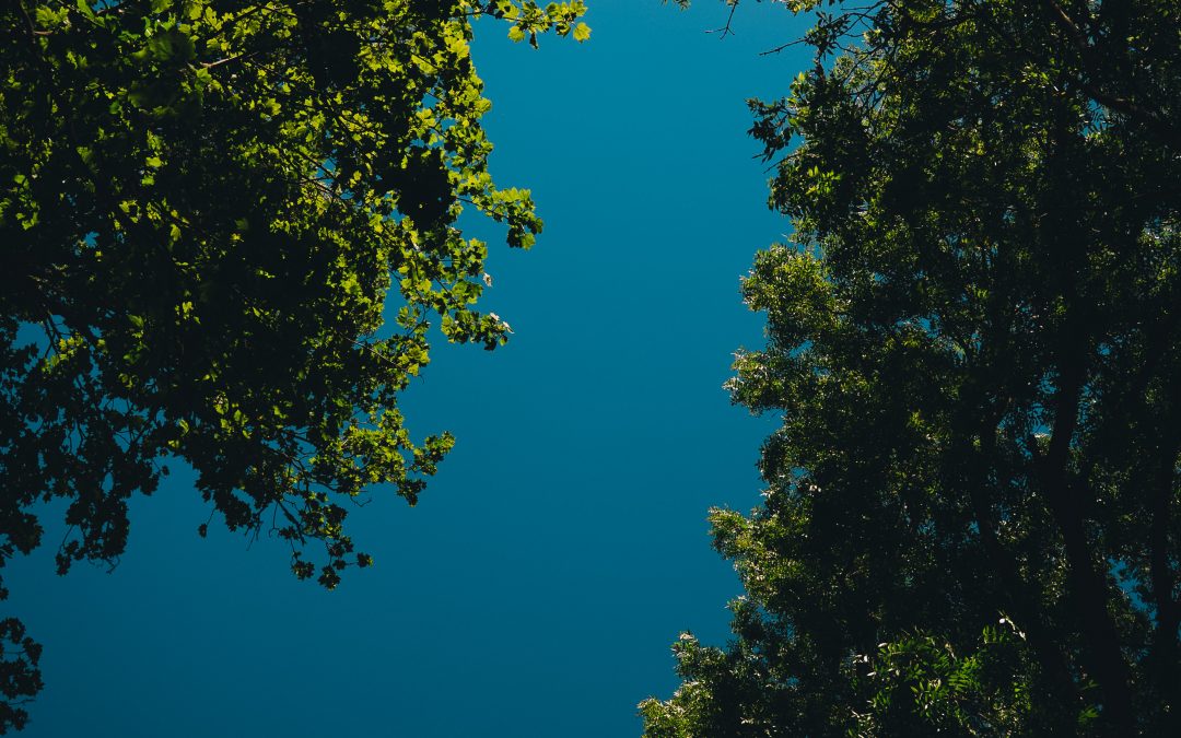 On Building Teams That Don’t Need You