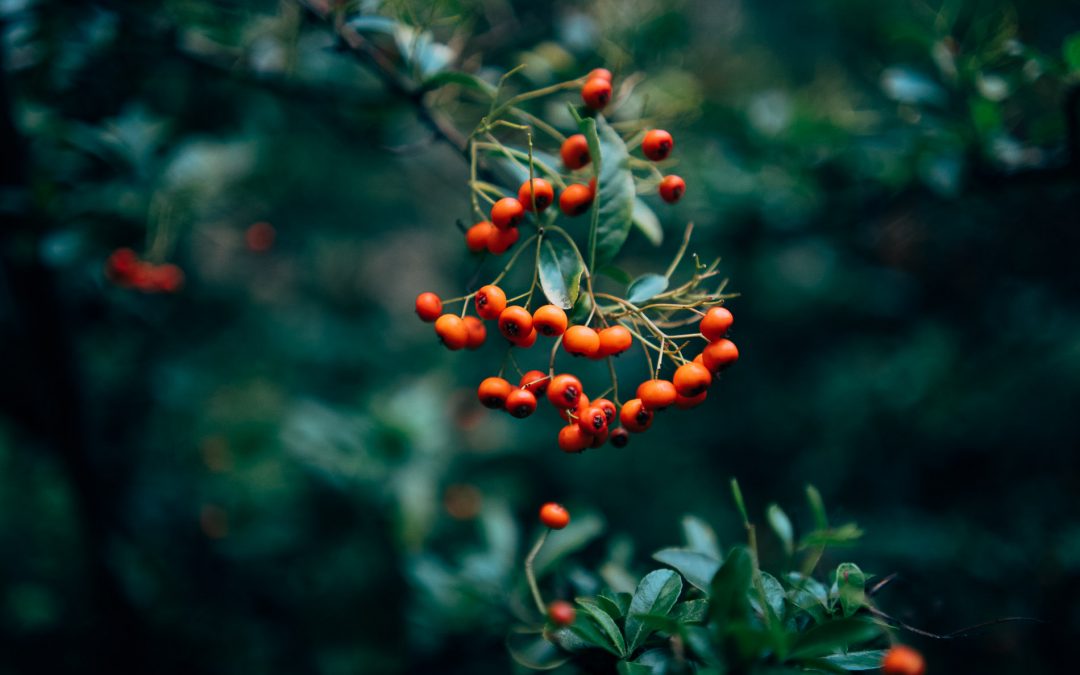 ChatGPT Health: The Double-Edged Scalpel of AI-Powered Healthcare